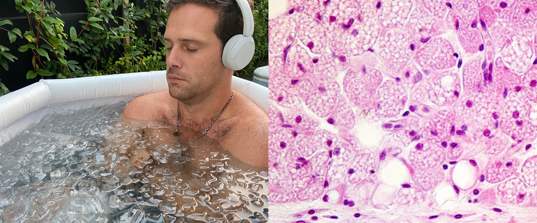 Grasa parda: el aliado oculto detrás de un metabolismo más fuerte